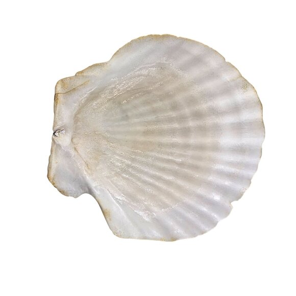 Set Of 7 White Scallop Seashells For Crafting Decor Or Beach-Themed Projects - Picture 12 of 16